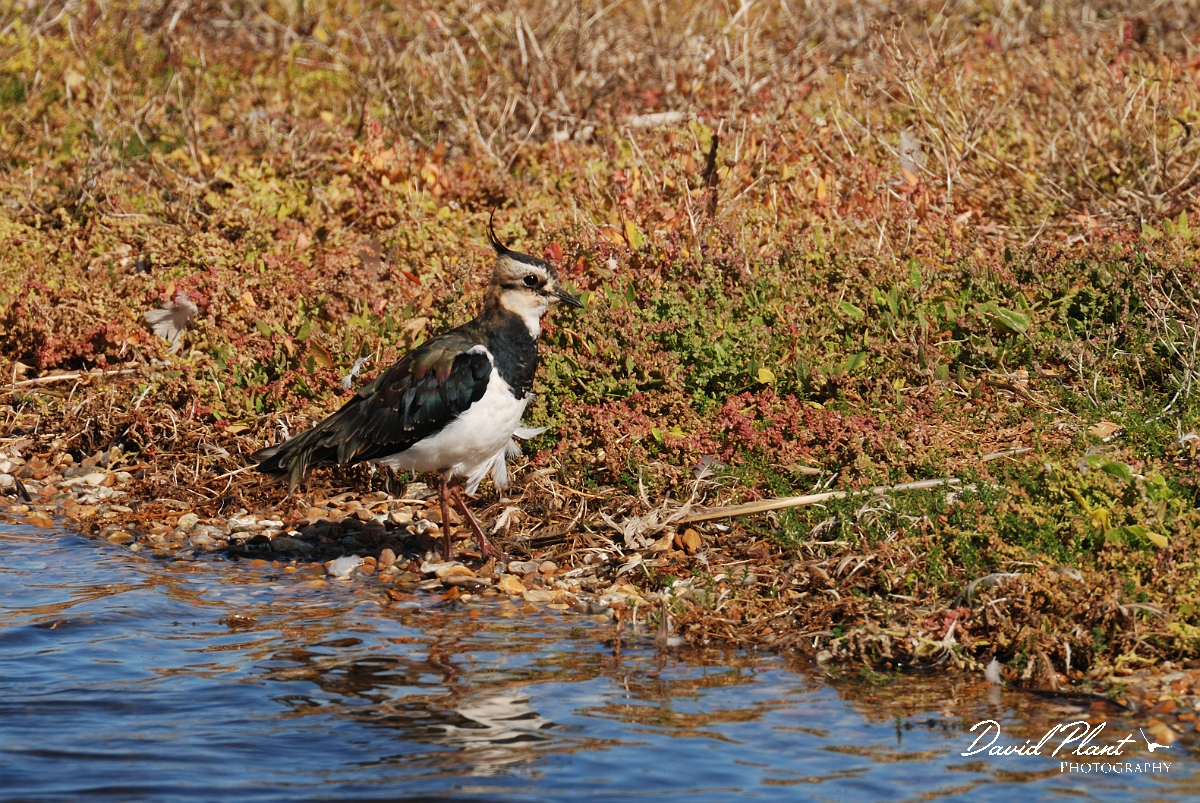 David Plant Photography - Wildlife Photographer - Lapwing - I.jpg - Lapwing next to water - Norfolk